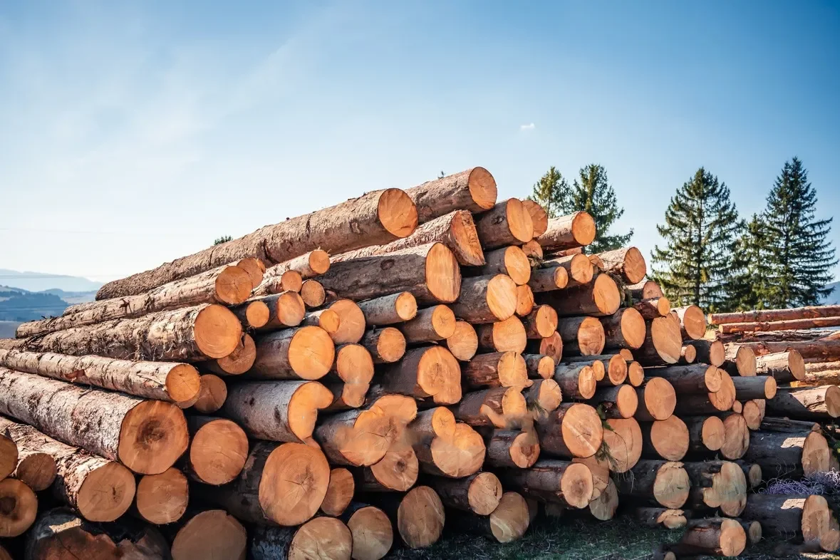 Rundholz Nadelholz – Großladung, Produktansicht 1